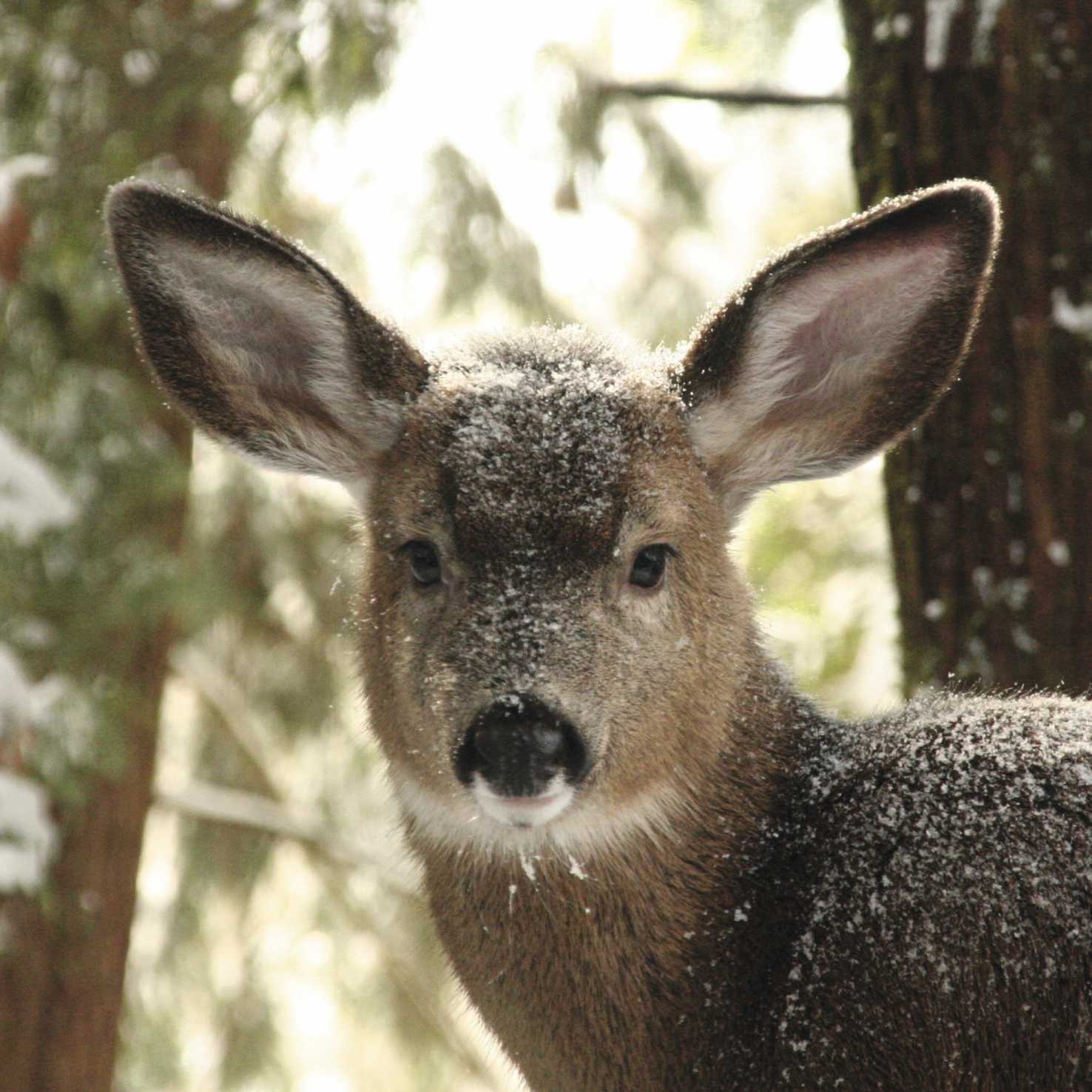 Deer In The Forest (pack of 10) Christmas Cards