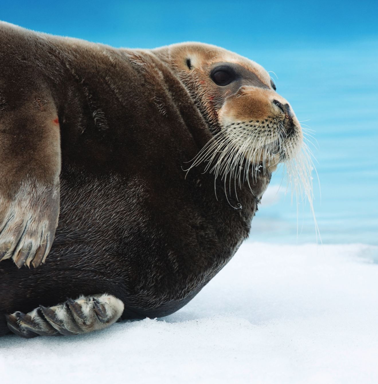 Bearded Seal (pack of 10) Christmas Cards