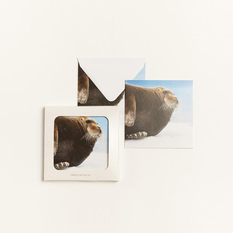 Bearded Seal (pack of 10) Christmas Cards