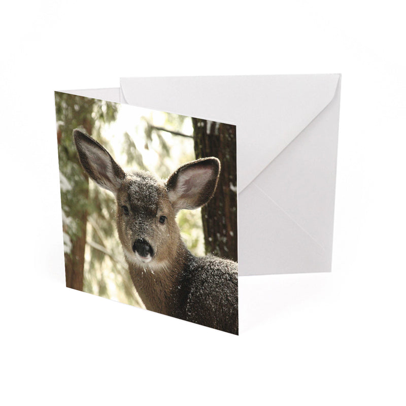 Deer In The Forest (pack of 10) Christmas Cards