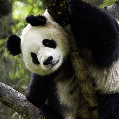 Adopt a Giant Panda